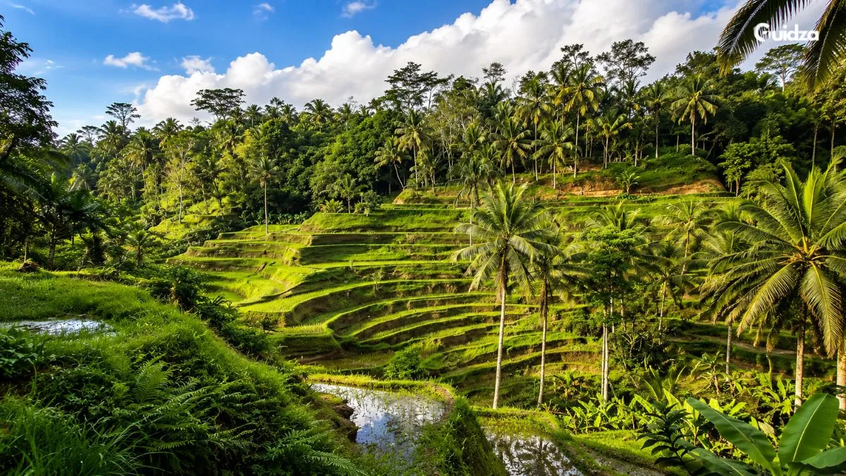 Tegalalang Rice Terrace